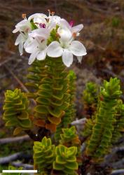 Veronica masoniae. Sprig. Scale = 10 mm.
 Image: P.J. Garnock-Jones © P.J. Garnock-Jones CC-BY-NC 3.0 NZ